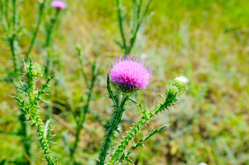 Pink Blessed milk thistle flowers, close up.