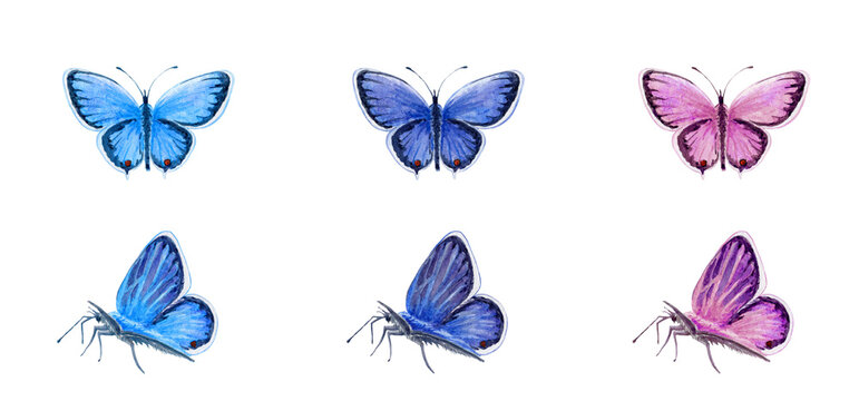 Aquarelle Kit of pigeon butterflies. Blue an pink butterfly