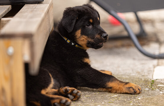 Beauceron Bas rouge