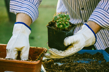 Thelocactus hexaedrophorus in gardener's, farmer hands. Cultivation cactuses in garden, greenhouse...