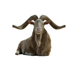 Long horns goat isolated on white background, Realistic photography