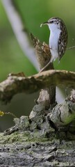 ein Vogel nah