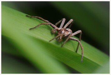 Ein Spinne auf einem Grashalm ganz nah als makro