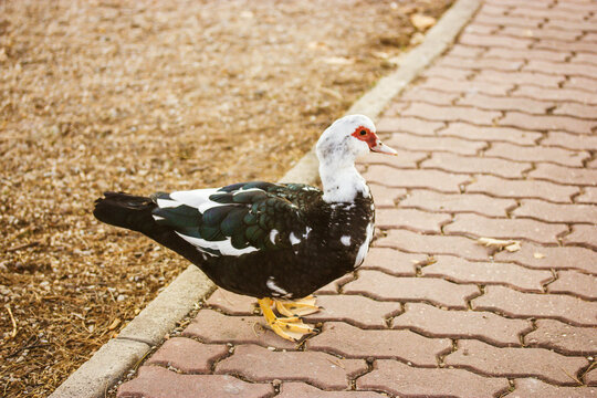 Cute black and white duck with red beak walking in city park, garden at sunny day on poultry, livestock, farming yard. Large musk duck on a walk. Feather animal, birds outdoors. Copy space for text.