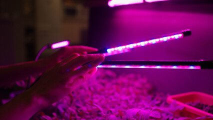 Woman hands carefully adjust LED grow lights, casting a vivid purple hue over thriving plants. Additional illumination of spring seedlings, home garden. - obrazy, fototapety, plakaty