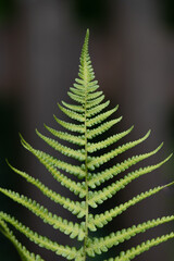 Bright Fern