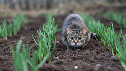 Tabby cat crouches low among young green shoots in a garden, its gaze fixed and alert, evoking a sense of curiosity and natural instinct. Pet cat is getting ready to jump in the garden, hunting mice.