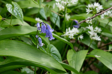 Bluebell in the Garlic