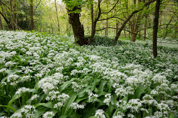 Wild garlic 