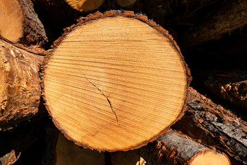 Pilha de madeira com textura de um tronco de castanheiro com algumas rachaduras sobre a superfície