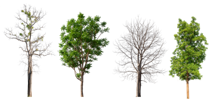 collection green tree and death tree PNG transparent,  removed original background 
