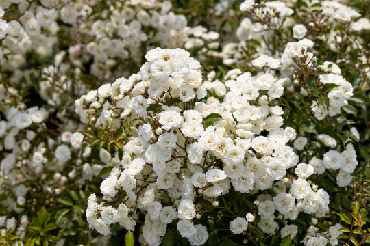 Summer blossom of fragrant white roses flowers. Floribunda Roses. Little white multiflowered garden roses. Groundcover outdoor blooming plant with white petals. Fairy shrub polyantha rose