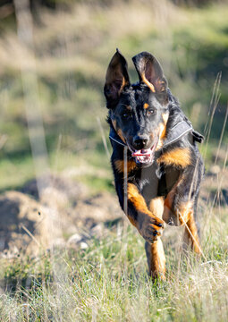 Beauceron, Bas rouge