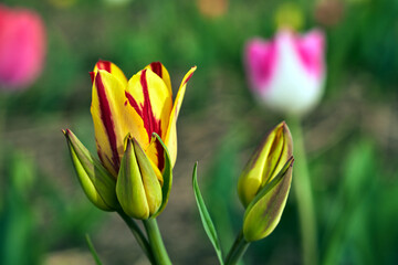 yellow and red blooming tulip flower in spring garden