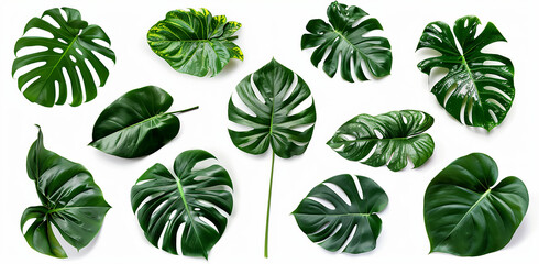 set of tropical monstered leaves isolated on white background,  generative AI 