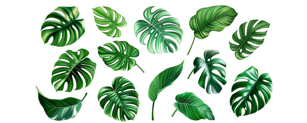 set of tropical monstered leaves isolated on white background,  generative AI 