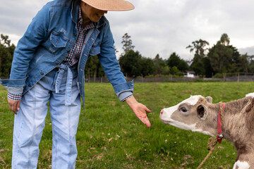 Woman farmworker approaching a calf to feed it in the field