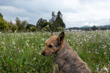 Sad dog in the field looking over its shoulder, abandoned in nature