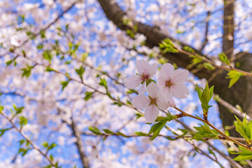 青空に咲くピンクの桜の花