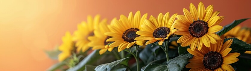 Simple composition of vibrant yellow sunflowers minimal style on a clear background with space for text