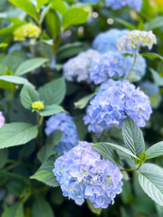 Beautiful blooming blue and purple Hydrangea or Hortensia flowers with green leaves in the garden,...