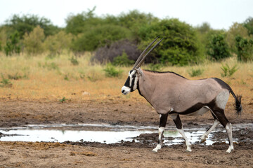 Oryx, African oryx, or gemsbok (Oryx gazella) searching for water and food in the dry Etosha...