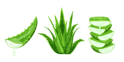 Set ofAloe Vera plant isolated on white background. Alternative medicine. Wellness and beauty product. Vector illustration.
