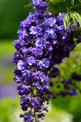 藤の花