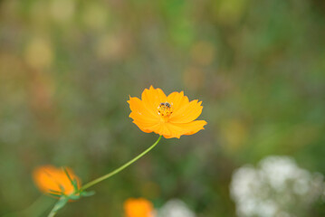 Obraz premium キバナコスモスにとまる蜂