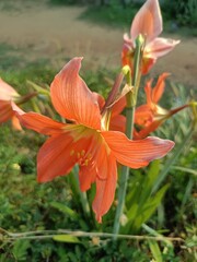Hippeastrum striatum, the striped Barbados lily, a flowering perennial herbaceous bulbous plant, in the family Amaryllidaceae, native to the southern and eastern regions of Brazil.