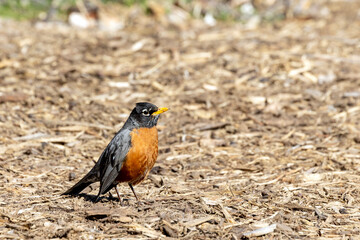 robin on the ground