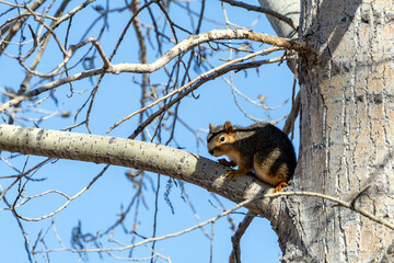 squirrel on tree