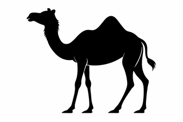 black camel in desert silhouette vector illustration on white background
