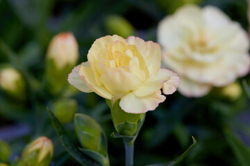 flower in bloom in the garden