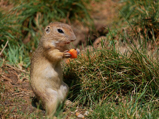 Cute gopher Zeisel eats carrots on the grass in the park Blumengrten Hirschstetten in Wien