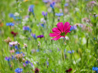 Fototapeta premium Multi-colored flowers (poppies, cornflowers, daisies) on a meadow on a sunny summer day, closeup photo