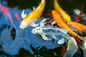 A group of vibrant Koi fish are gracefully swimming in the liquid water, showcasing their fins as...