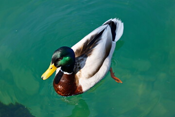duck swimming on lake