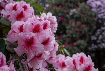 Floral colours in springtime: brightly coloured rhododendron flowers, photographed at end April in Temple Gardens, Langley Park, Iver Heath, UK.