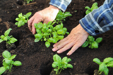 Woman planting basil seedlings in soil, closeup. Gardening concept