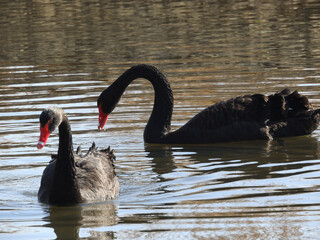 水辺を泳ぐ二羽の黒鳥
