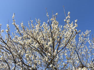 白い梅の木