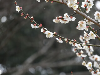 白い梅の花