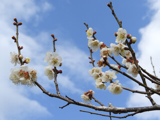 白い梅の花と青い空