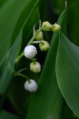 White lily of the valley flowers