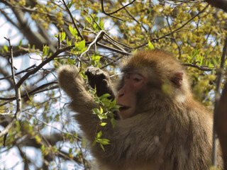 葉を食べる猿