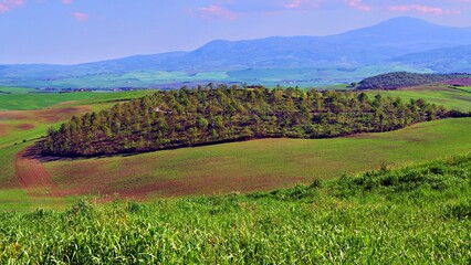 Naklejka premium panorama of the Tuscan countryside in the Val d'Orcia in the province of Siena, Italy