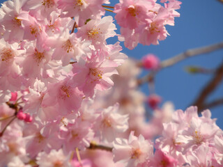 満開のピンク色の桜