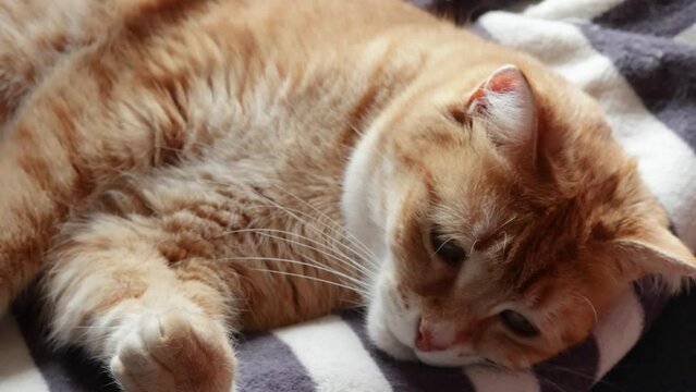 chat tigr&eacute; roux et blanc allong&eacute;, en gros plan.