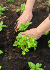 Woman planting basil seedlings in soil, closeup. Gardening concept